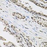 Immunohistochemistry - Anti-Elongin-C Antibody (A13793) - Antibodies.com