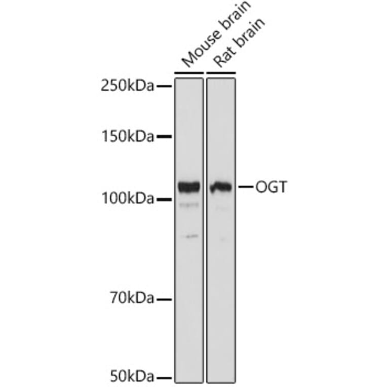 Western Blot - Anti-OGT/O-Linked N-Acetylglucosamine Transferase Antibody (A13794) - Antibodies.com