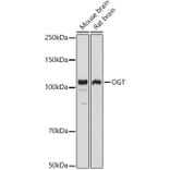 Western Blot - Anti-OGT/O-Linked N-Acetylglucosamine Transferase Antibody (A13794) - Antibodies.com