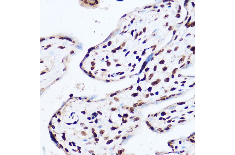 Immunohistochemistry - Anti-OGT/O-Linked N-Acetylglucosamine Transferase Antibody (A13794) - Antibodies.com