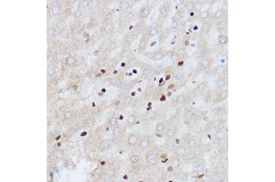 Immunohistochemistry - Anti-OGT/O-Linked N-Acetylglucosamine Transferase Antibody (A13794) - Antibodies.com