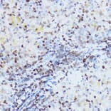 Immunohistochemistry - Anti-OGT/O-Linked N-Acetylglucosamine Transferase Antibody (A13794) - Antibodies.com