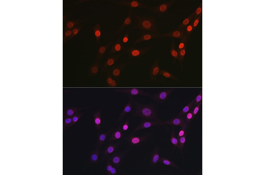 Immunofluorescence - Anti-OGT/O-Linked N-Acetylglucosamine Transferase Antibody (A13794) - Antibodies.com