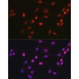 Immunofluorescence - Anti-OGT/O-Linked N-Acetylglucosamine Transferase Antibody (A13794) - Antibodies.com