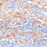 Immunohistochemistry - Anti-Serum Amyloid P/SAP Antibody (A13796) - Antibodies.com