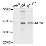 Western Blot - Anti-NFYA Antibody (A1998) - Antibodies.com