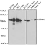 Western Blot - Anti-Proteasome 26S S2/PSMD2 Antibody (A13798) - Antibodies.com