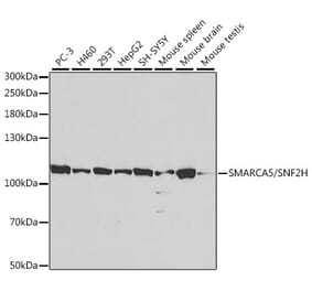 Western Blot - Anti-SNF2H Antibody (A13799) - Antibodies.com