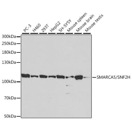 Western Blot - Anti-SNF2H Antibody (A13799) - Antibodies.com