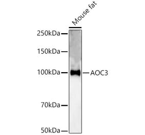 Western Blot - Anti-VAP1 Antibody (A13800) - Antibodies.com