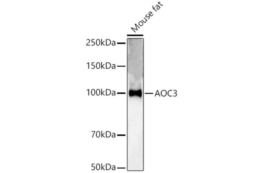 Western Blot - Anti-VAP1 Antibody (A13800) - Antibodies.com