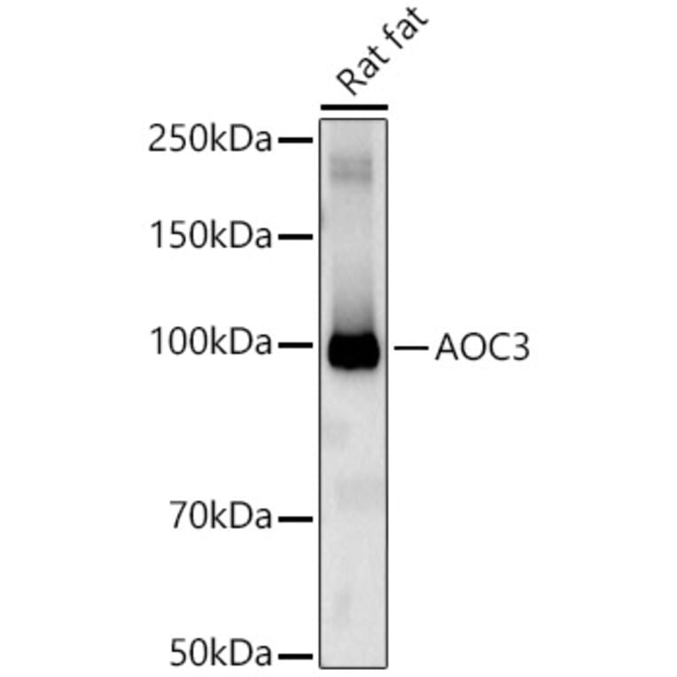 Western Blot - Anti-VAP1 Antibody (A13800) - Antibodies.com