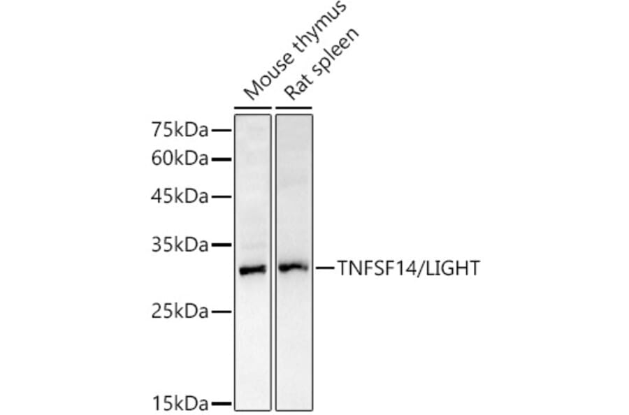Western Blot - Anti-LIGHT/TNFSF14 Antibody (A13801) - Antibodies.com