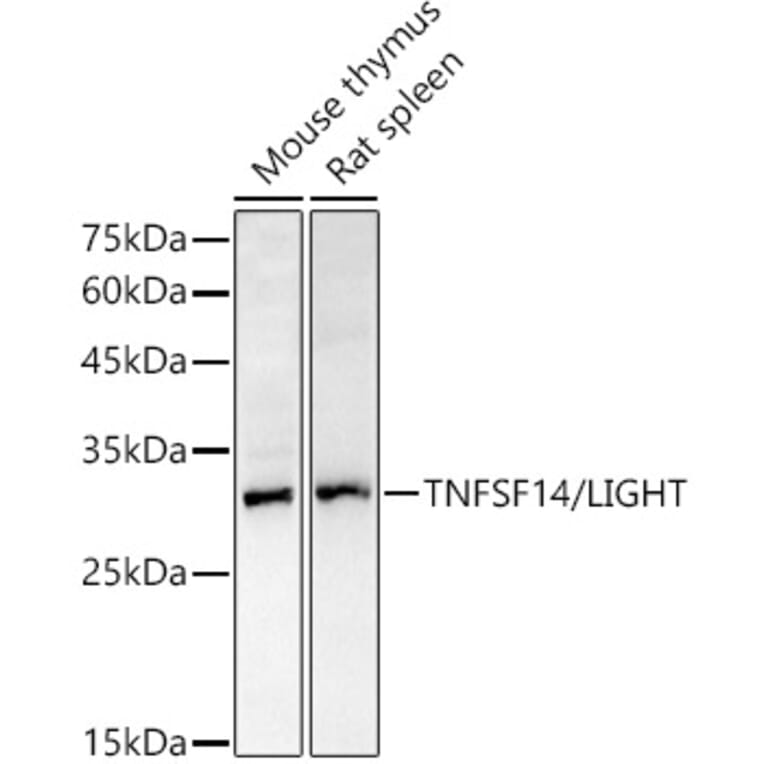 Western Blot - Anti-LIGHT/TNFSF14 Antibody (A13801) - Antibodies.com