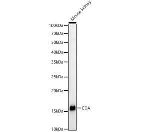 Western Blot - Anti-CDA Antibody (A13805) - Antibodies.com