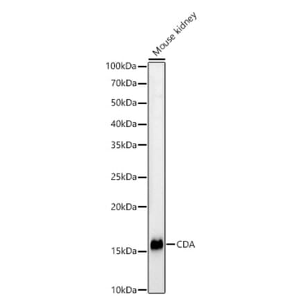 Western Blot - Anti-CDA Antibody (A13805) - Antibodies.com