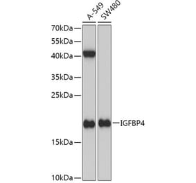 Western Blot - Anti-IGFBP4 Antibody (A13806) - Antibodies.com