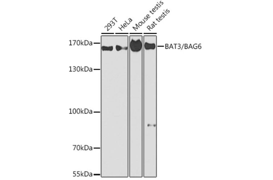 Western Blot - Anti-BAT3/BAG-6 Antibody (A13807) - Antibodies.com