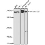 Western Blot - Anti-BAT3/BAG-6 Antibody (A13807) - Antibodies.com