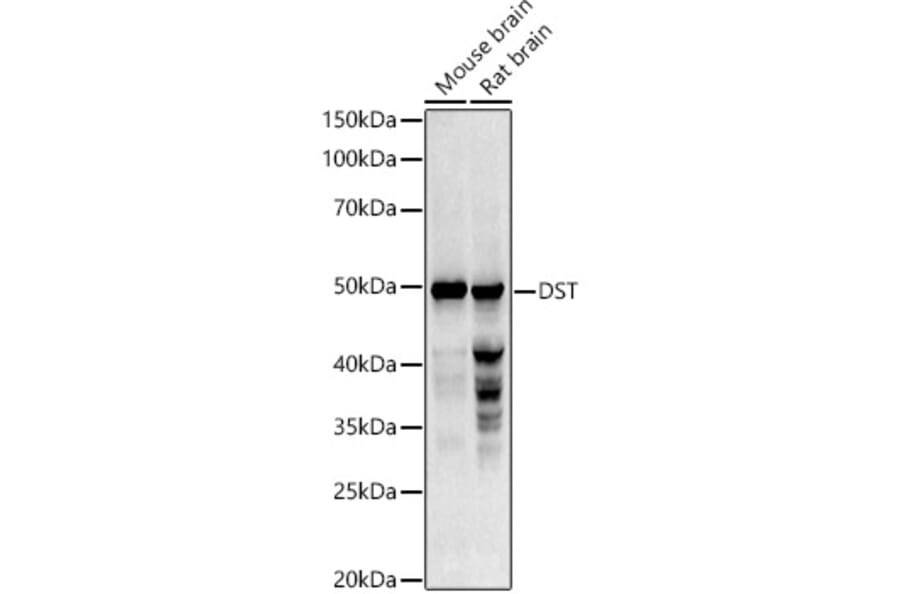 Western Blot - Anti-Dystonin/BPA Antibody (A13808) - Antibodies.com