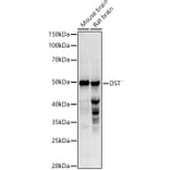 Western Blot - Anti-Dystonin/BPA Antibody (A13808) - Antibodies.com