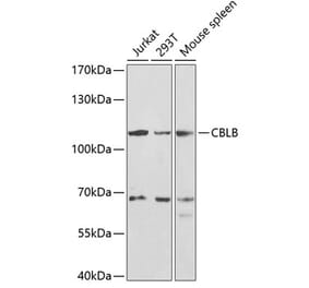 Western Blot - Anti-CBLB Antibody (A13809) - Antibodies.com