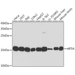 Western Blot - Anti-eIF5A Antibody (A13810) - Antibodies.com