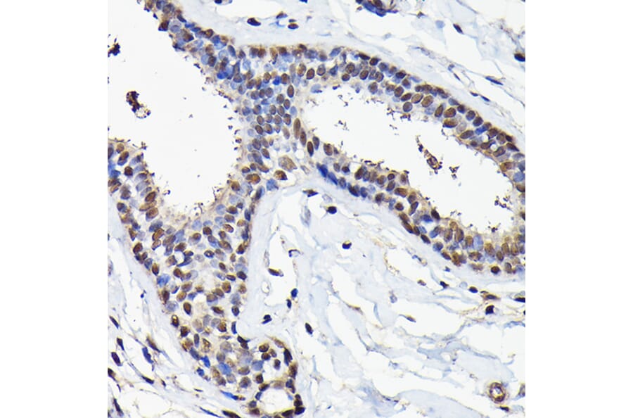Immunohistochemistry - Anti-eIF5A Antibody (A13810) - Antibodies.com