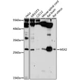 Western Blot - Anti-Msx2 / Hox8 Antibody (A13811) - Antibodies.com