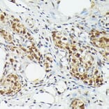 Immunohistochemistry - Anti-Metallothionein Antibody (A13812) - Antibodies.com