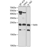 Western Blot - Anti-TAF9 Antibody (A13815) - Antibodies.com