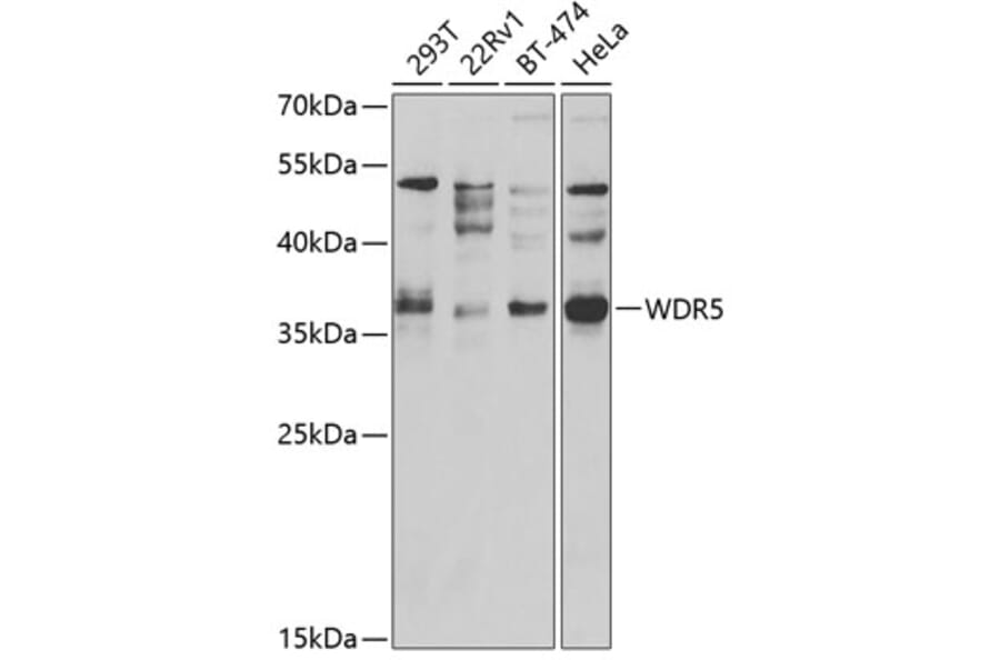 Western Blot - Anti-WDR5 Antibody (A2023) - Antibodies.com