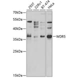 Western Blot - Anti-WDR5 Antibody (A2023) - Antibodies.com