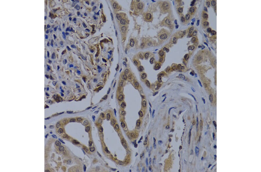 Immunohistochemistry - Anti-WDR5 Antibody (A2023) - Antibodies.com