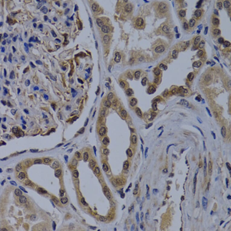 Immunohistochemistry - Anti-WDR5 Antibody (A2023) - Antibodies.com