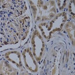 Immunohistochemistry - Anti-WDR5 Antibody (A2023) - Antibodies.com