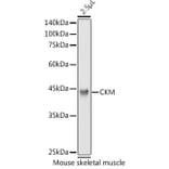 Western Blot - Anti-Creatine Kinase MM Antibody (A13818) - Antibodies.com