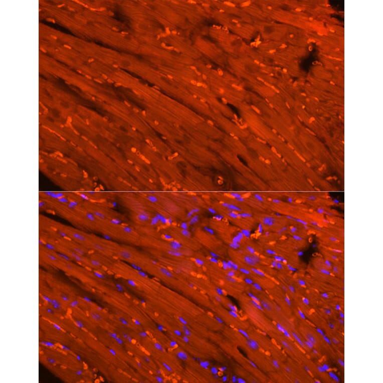 Immunofluorescence - Anti-Creatine Kinase MM Antibody (A13818) - Antibodies.com