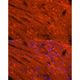 Immunofluorescence - Anti-Creatine Kinase MM Antibody (A13818) - Antibodies.com