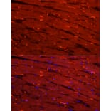 Immunofluorescence - Anti-Creatine Kinase MM Antibody (A13818) - Antibodies.com