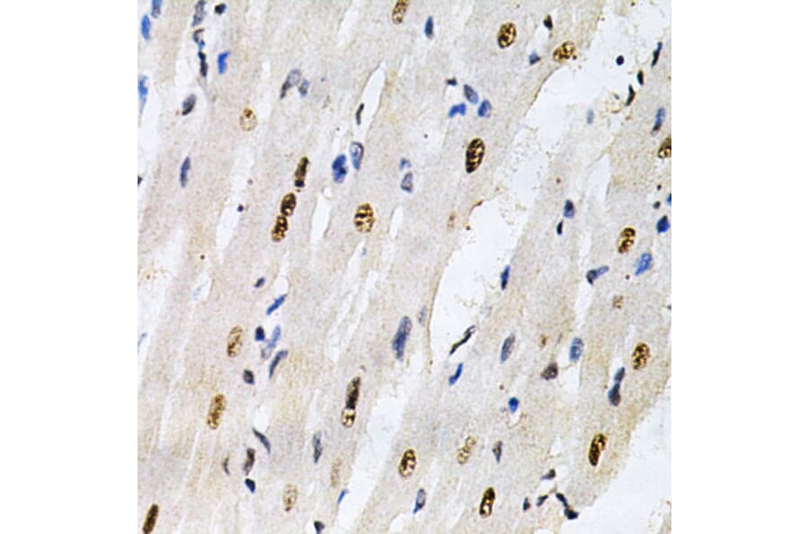Immunohistochemistry - Anti-KPNA4 Antibody (A13819) - Antibodies.com