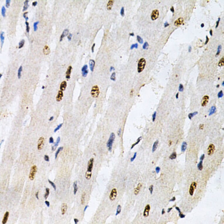 Immunohistochemistry - Anti-KPNA4 Antibody (A13819) - Antibodies.com