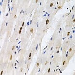 Immunohistochemistry - Anti-KPNA4 Antibody (A13819) - Antibodies.com