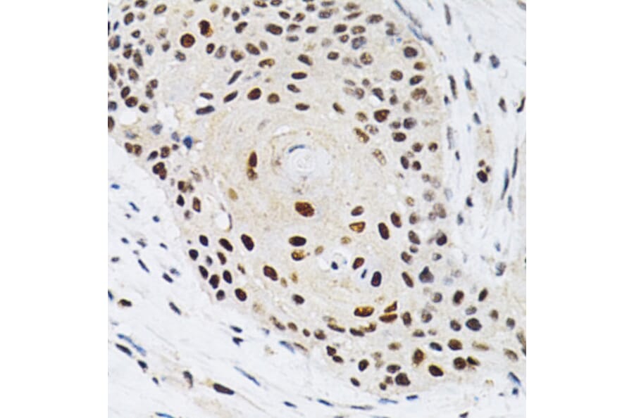 Immunohistochemistry - Anti-KPNA4 Antibody (A13819) - Antibodies.com