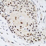 Immunohistochemistry - Anti-KPNA4 Antibody (A13819) - Antibodies.com