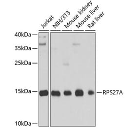 Western Blot - Anti-Ubiquitin Antibody (A13820) - Antibodies.com