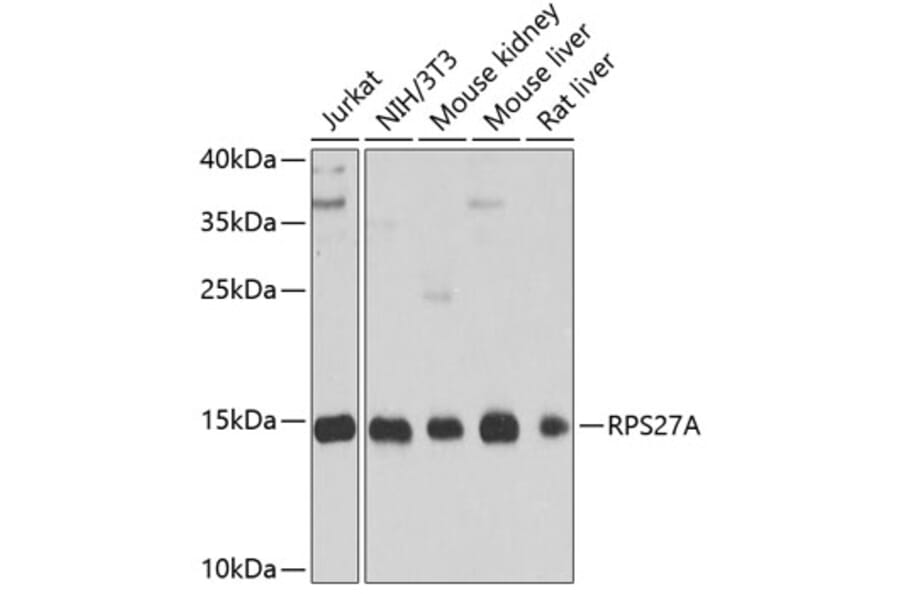 Western Blot - Anti-Ubiquitin Antibody (A13820) - Antibodies.com