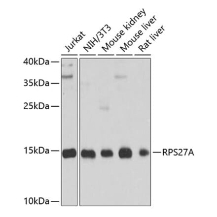 Western Blot - Anti-Ubiquitin Antibody (A13820) - Antibodies.com