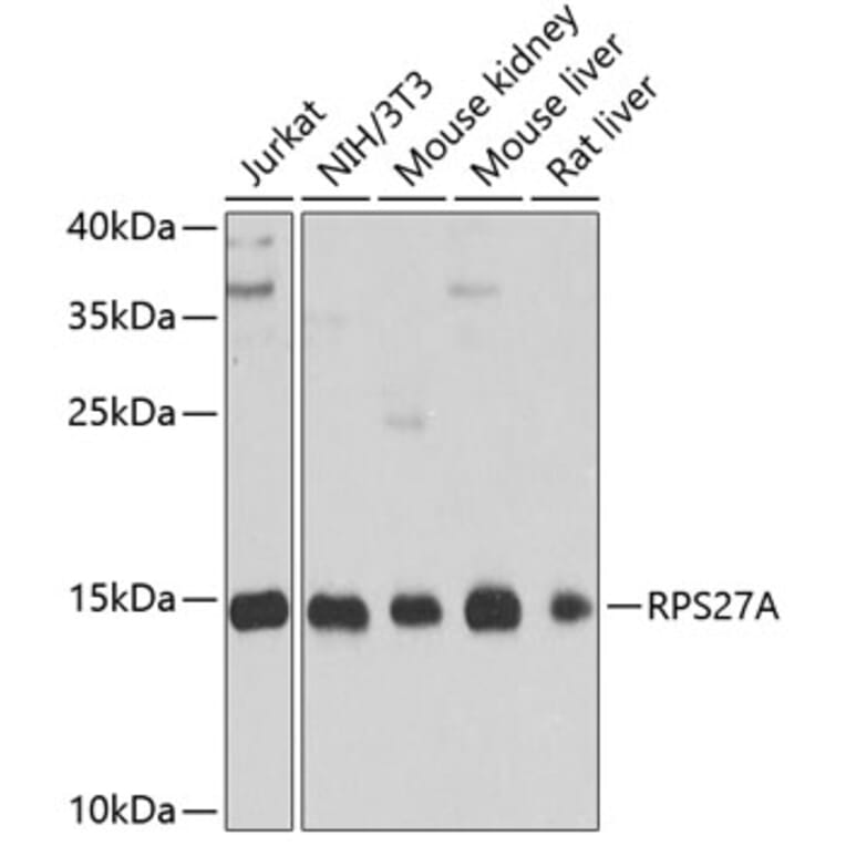 Western Blot - Anti-Ubiquitin Antibody (A13820) - Antibodies.com