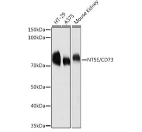 Western Blot - Anti-CD73 Antibody (A13821) - Antibodies.com